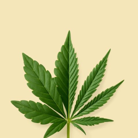 Snowman Strain