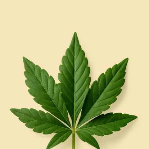 Sour Diesel Strain
