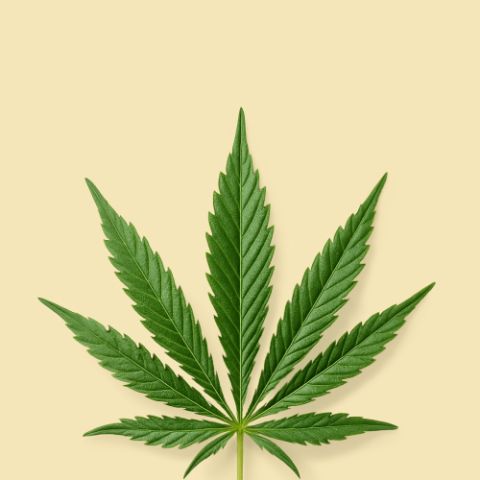 Sour Mango Strain