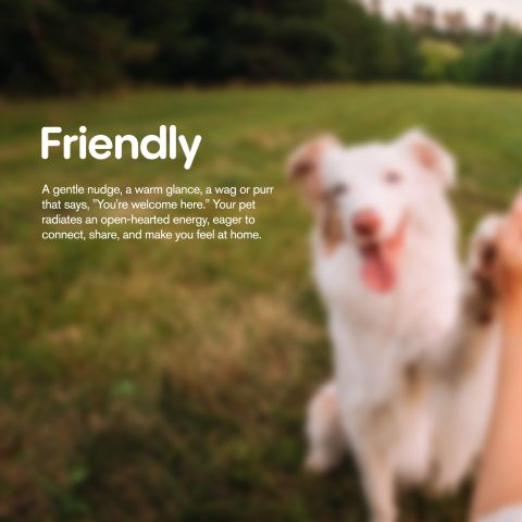 CBD Dog Treats - Beef Chew - 500mg - MediPets - Thumbnail 9