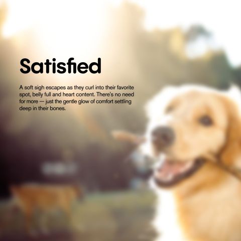 CBD Dog Treats - Bacon & Cheese - 1000mg - MediPets - Thumbnail 7
