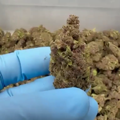 500mg D8, D9, THCP, Live Resin Gummy Pouch - Beast - Video Thumbnail 1
